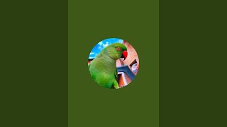 Sharda Prajapat is live Mittu Beta live 💞mittutota parrot birds [upl. by Odelinda895]