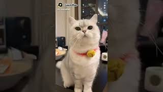 Cat winking eye funny short videofunny moment catloverviral youtube shortvideo [upl. by Eibot]