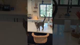 Anyone else have a cat like this cat cats kitty kittycat catlover pets animals catvideos [upl. by Suki]