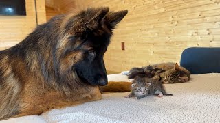 German Shepherd Meets Newborn Kittens For The First Time [upl. by Levinson]