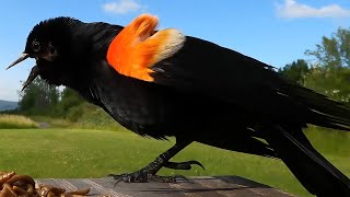 Redwinged Blackbird Song Male or Female [upl. by Manvil]