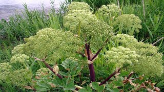 Propiedades Medicinales De La Angélica Planta Medicinal Angelica archangelica L [upl. by Vikky]