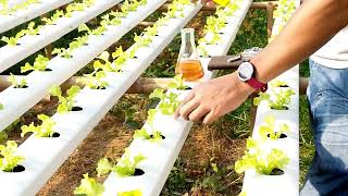 quotTransform Your Garden Discover the Future of Farming with Dutchermart Aquaponicsquot [upl. by Viquelia]