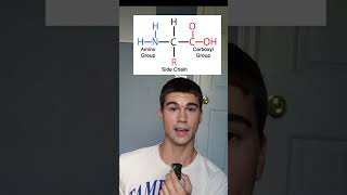 What is a Protein Macromolecule science redbloodcells greenscreen medicalcondition anatomy [upl. by Ansilma]