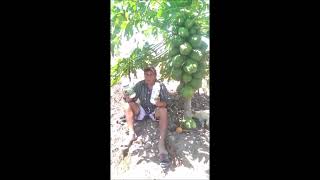 TESTIMONIO DEL ACEITE OZONIZADO POWER OZONE EN PAPAYA [upl. by Gillmore275]