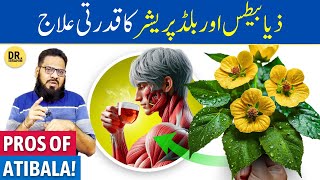 Atibala Ke FaydeIstemal  Atibalas UsesBenefits  Abutilon indicium  Dr Ibrahim [upl. by Mieka]