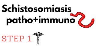 Schistosomiasis Katayama PathoImmuno amp Pharm Granulomas Fibrosis amp Transitional Cell Carcinoma [upl. by Anrahs769]