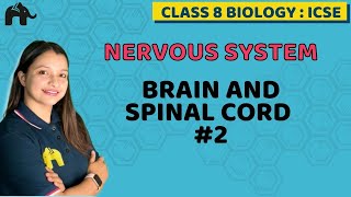 Nervous System Class 8 ICSE Biology  Selina Chapter 7  Brain and Spinal Cord [upl. by Xaviera]