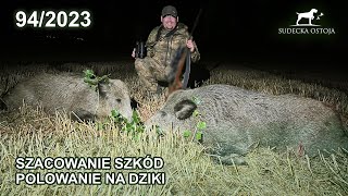 SUDECKA OSTOJA 942023 Polowanie na dziki Hunt wildboars hunting Jagd chasse [upl. by Irwin256]