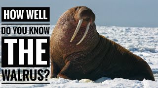 Walrus  Descriptions Characteristics and Facts [upl. by Novyert763]