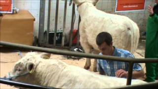 A guide on clipping and grooming of Charolais cattle [upl. by Wiley952]