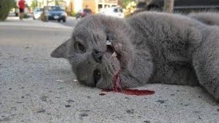 Cat fight 2024  Cat fights cat to death😓😓 [upl. by Brande876]