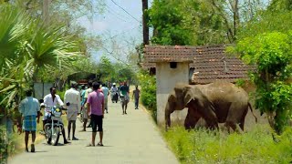 The villagers tried to chase the two wild elephants that came to the village into the jungle [upl. by Nahtiek]