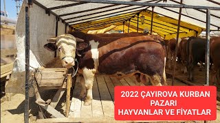 2022 KOCAELİ ÇAYIROVA KURBAN PAZARI 1  KURBAN FİYATLARI 2022  750KG 2022 KURBAN FİYATLARI [upl. by Ynaffital540]