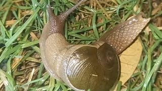 snail  slug Cantareus apertus gastropod shell snails nature shell animals photography [upl. by Jillayne186]