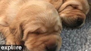 Puppy Whelping Room at Warrior Canine Connection powered by EXPLOREorg [upl. by Nnylyrehc]