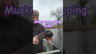 trapping muskrats wisconsin conservation outdoors [upl. by Kester]