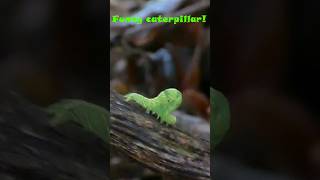 Funny and cute caterpillar caterpillar butterfly cuteanimals animals insects [upl. by Eng]