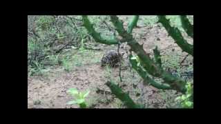 The Indian star tortoise Geochelone elegans [upl. by Orelu]