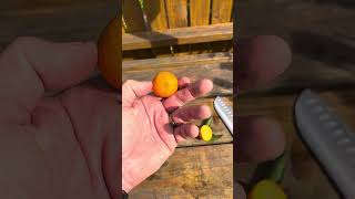 Kumquat Hybrids Taste Test [upl. by Petrine]