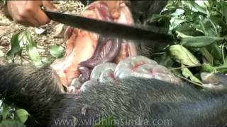 How to cut up a wild boar [upl. by Eed]