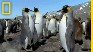 King penguin chicks growing up at Saint Louis Zoo [upl. by Notled373]