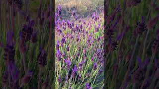 Ya floreció nuestra primer especie de Lavanda Lavandula Stoechas pedunculata lavanda plantas [upl. by Notserp]