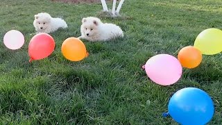 Samoyed Puppies Play with Balloons [upl. by Keligot446]