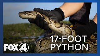 Necropsy on 17foot python caught in the Everglades reveals 95 eggs inside [upl. by Dettmer]