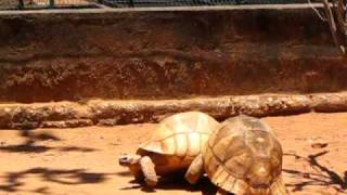 Geochelone YniphoraPloughshare tortoise from Madagascar [upl. by Weylin]