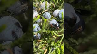 Berry Fruits Wild nature video shorts [upl. by Canotas]