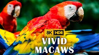 Vivid Macaw Parrots in 8K HDR  Beautiful Birds  Wildlife Sound [upl. by Nohsav662]