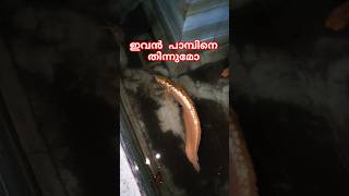 അരോവാനയും പാമ്പും🐍🐠 Snake found inside the fish tank urbansnakelife sarpa snakerescue [upl. by Noletta]