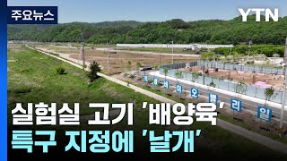 실험실 고기 배양육특구 지정에 날개  YTN [upl. by Langsdon]