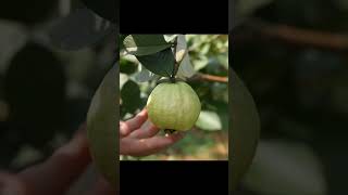 Guava fruit harvest fruit farm fresh harvesting video satisfying agriculture shorts [upl. by Karola1]