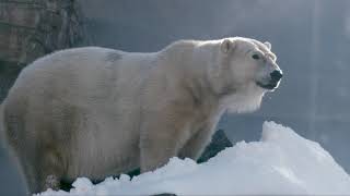 Powder day at Polar Plunge [upl. by Pet]