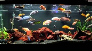 10 Minutes of an African Cichlid Fish Tank [upl. by Zel821]