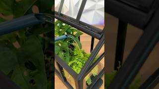 How I designed a tiny Greenhouse 🪴 3dprinting plants shorts [upl. by Wylde935]