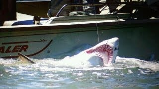 BIG 9 Foot Sand Tiger Shark Caught in the Delaware Bay  Shark Fishing 2011 [upl. by Remy]