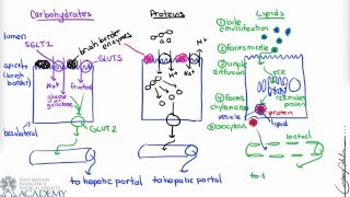 Small Intestine amp Nutrient Absorption [upl. by Menedez]