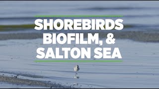 Biofilm Shorebirds and Salton Sea [upl. by Lawrence]