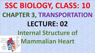 Internal Structure of Mammalian Heart  SSC BIOLOGY  Class 10 [upl. by Notsej]