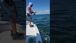 Tagging Tampa Bay Cobia cobia cobiafishing fishing tampabay [upl. by Any992]