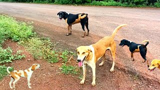 dog barking funny sounddogs barking sounds [upl. by Luke]