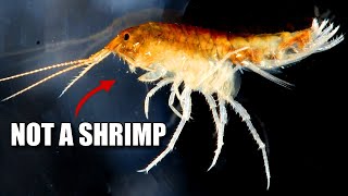 Amphipod Facts the LAWN SHRIMP 🦐 Animal Fact Files [upl. by Audris]