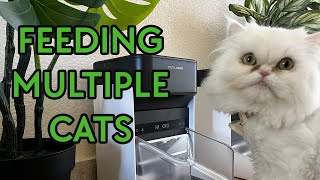 All My Cats Have Different Diets Trying an RFID Automatic Pet Feeder [upl. by Yenahpets]