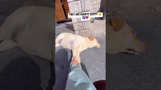 Stella and Bella ♥️husky labrador doglife doglover viralshort shortvideo cutedog funnydogs [upl. by Llekcor]