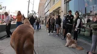 Great Dane is the Worlds Tallest Dog  Guinness World Records [upl. by Roer]