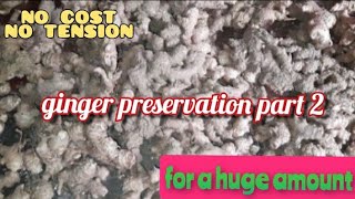 Ginger preservation  A huge amount of ginger preservation without any cost for 1 year [upl. by Dollie]