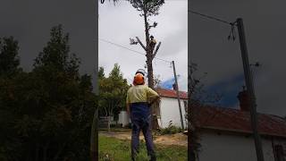 Pine tree removal timelapse treeremovaltimelapse satisfying work treeremoval skills climber [upl. by Stig]